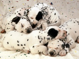 sweet-dreams.dalmatin-puppies.jpg