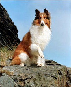 lassie_-2598332-.jpg