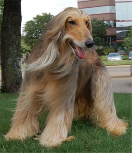 afghanhound_march.jpg